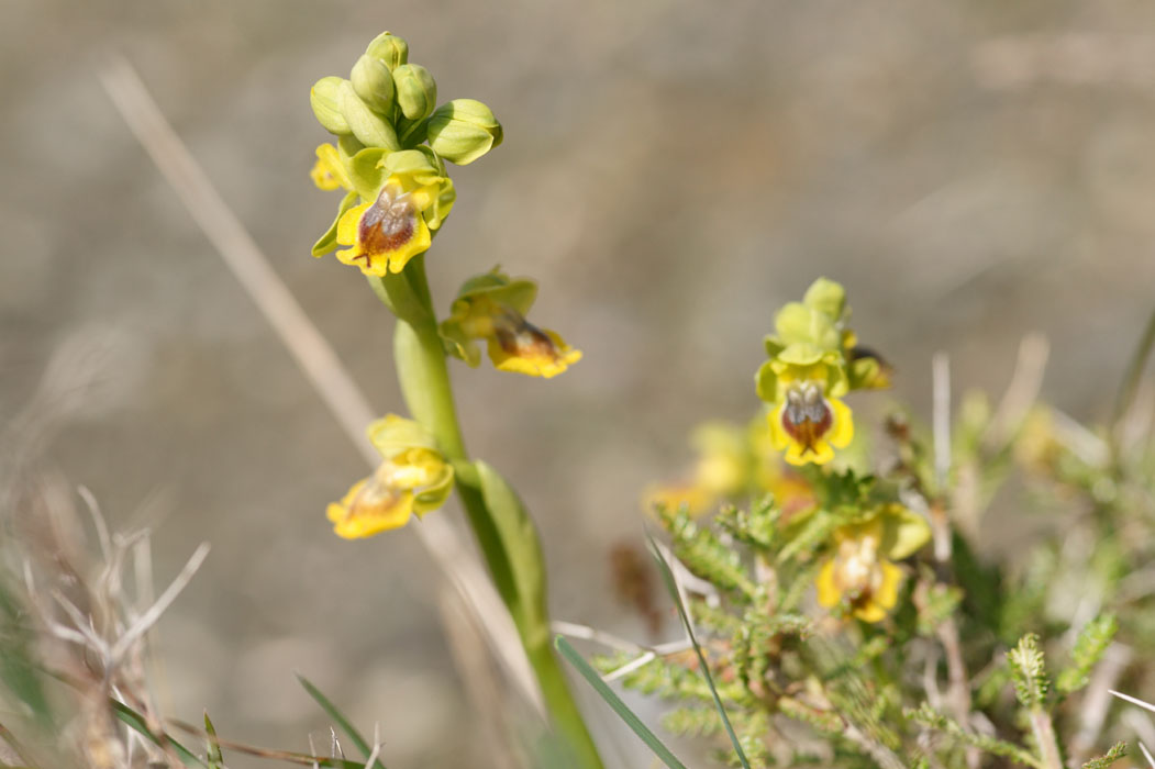 Ophrys phryganae Spilli 220411 (266)