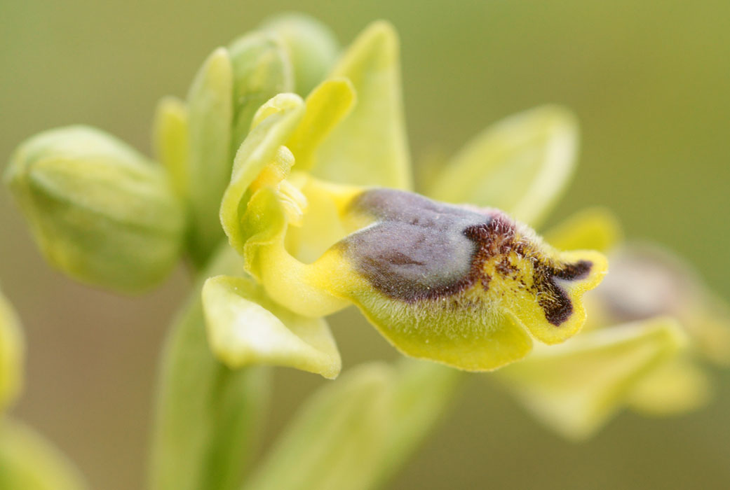 Ophrys sicula Spilli 220411 (13)