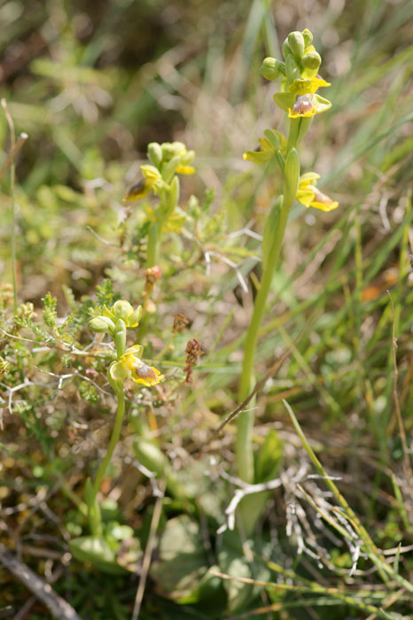 Ophrys sicula Spilli 220411 (262)