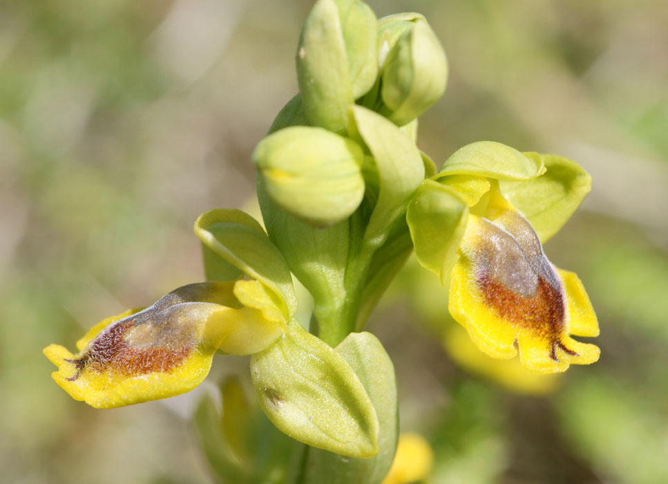 Ophrys sicula Spilli 220411 (264)