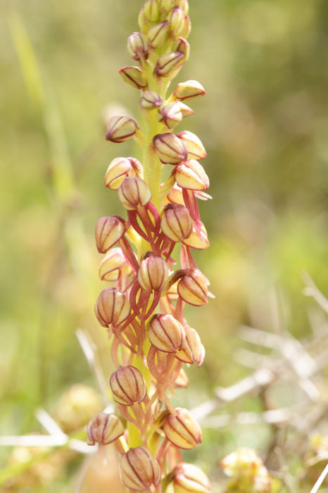 Orchis anthropophora Spilli 220411 (147)