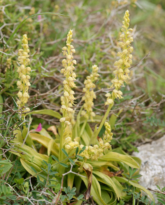 Orchis anthropophora Spilli 220411 (71)