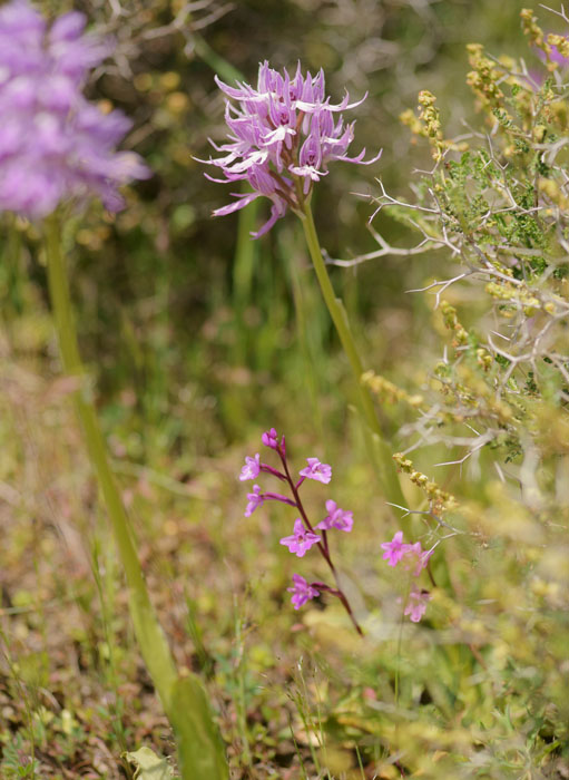 Orchis italica  & quadripunctata Spilli 220411 (201)