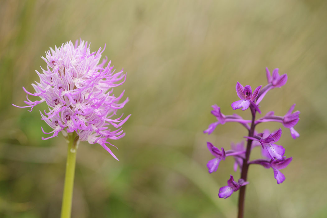 Orchis italica & Anacamptis boryi Spilli 220411 (119)