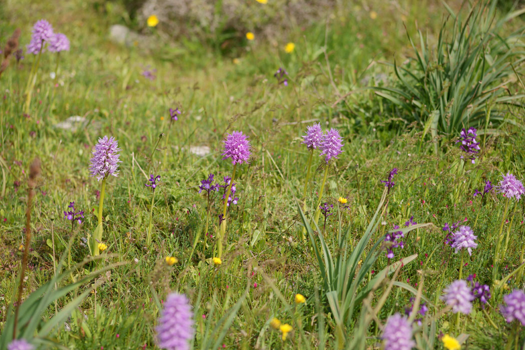 Orchis italica & Anacamptis bryi Spilli 220411 (297)
