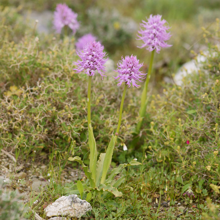 Orchis italica Spilli 220411 (114)