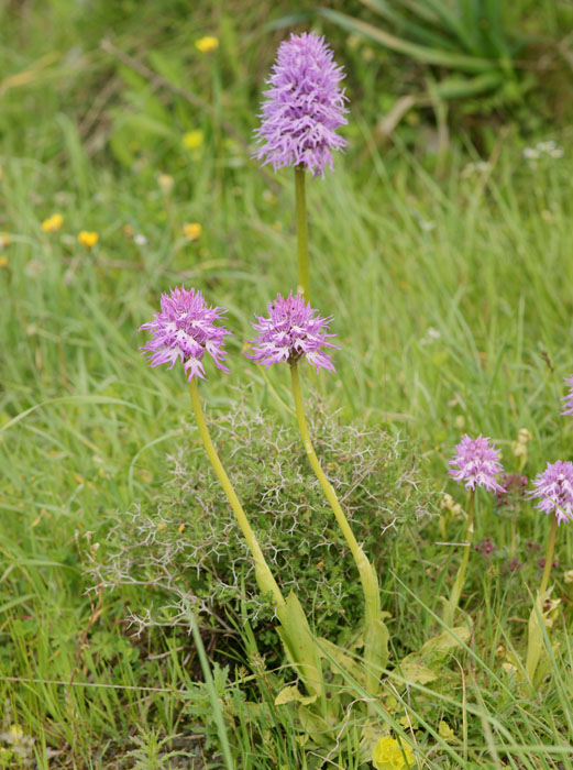 Orchis italica Spilli 220411 (140)