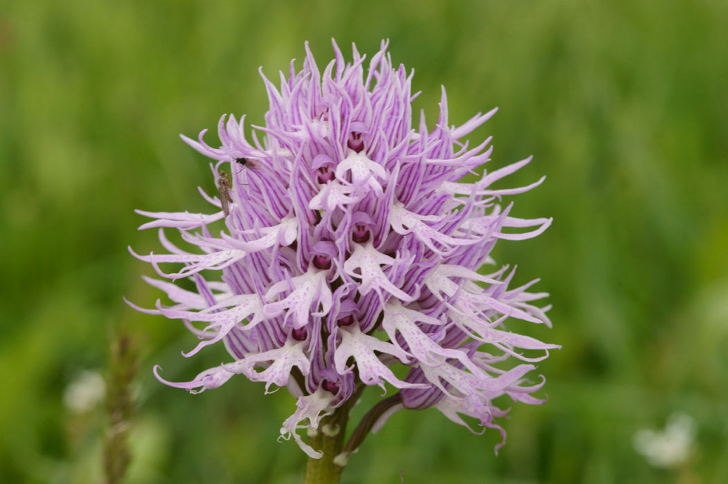 Orchis italica Spilli 220411 (17)