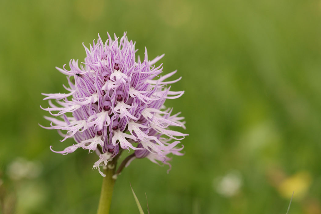 Orchis italica Spilli 220411 (18)