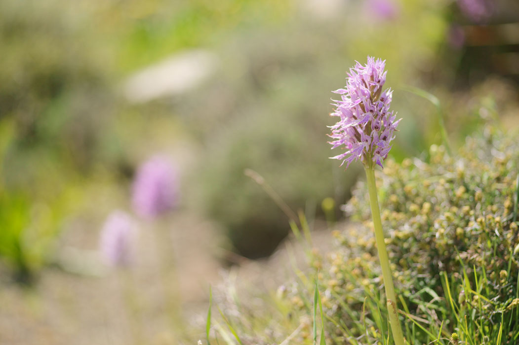 Orchis italica Spilli 220411 (204)