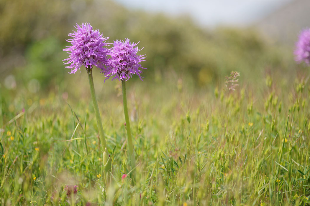 Orchis italica Spilli 220411 (215)