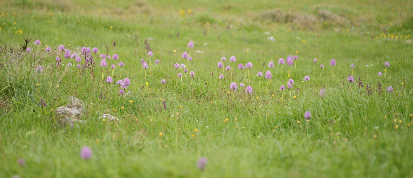 Orchis italica Spilli 220411 (22)