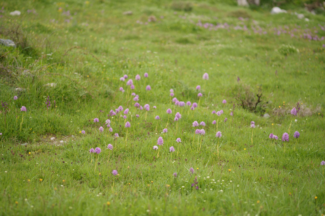 Orchis italica Spilli 220411 (23)