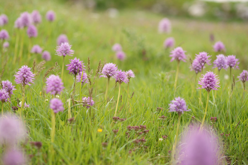 Orchis italica Spilli 220411 (27)