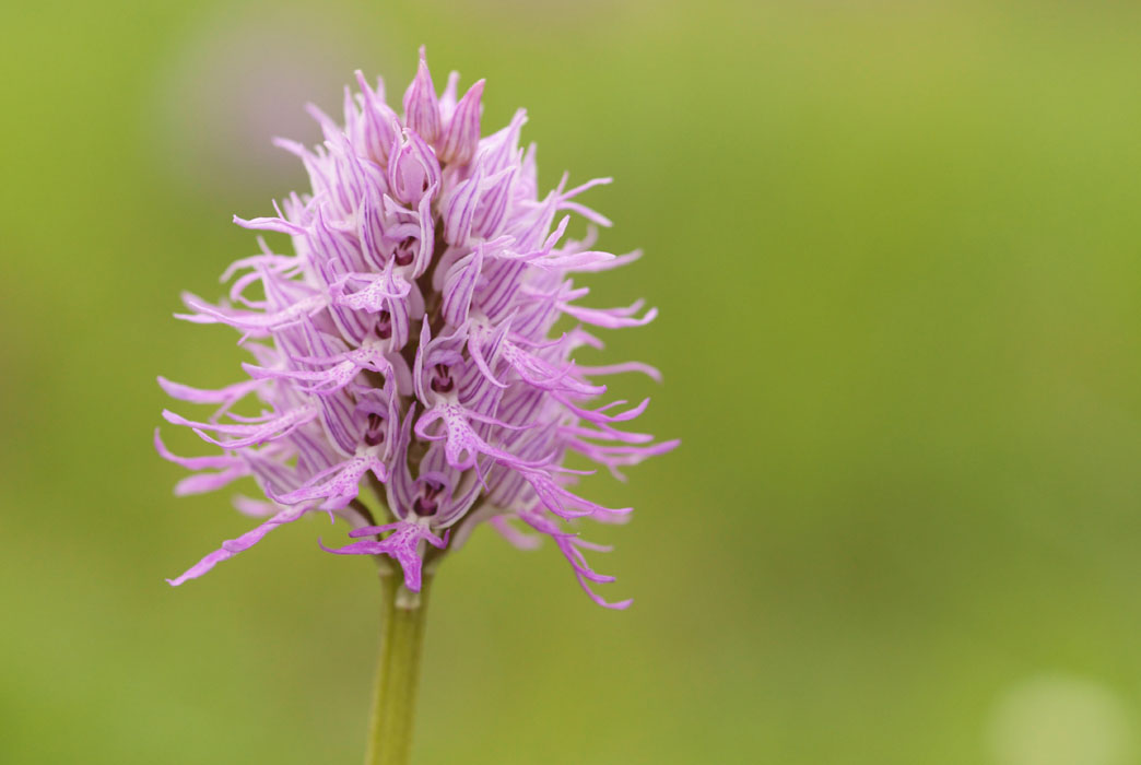 Orchis italica Spilli 220411 (28)