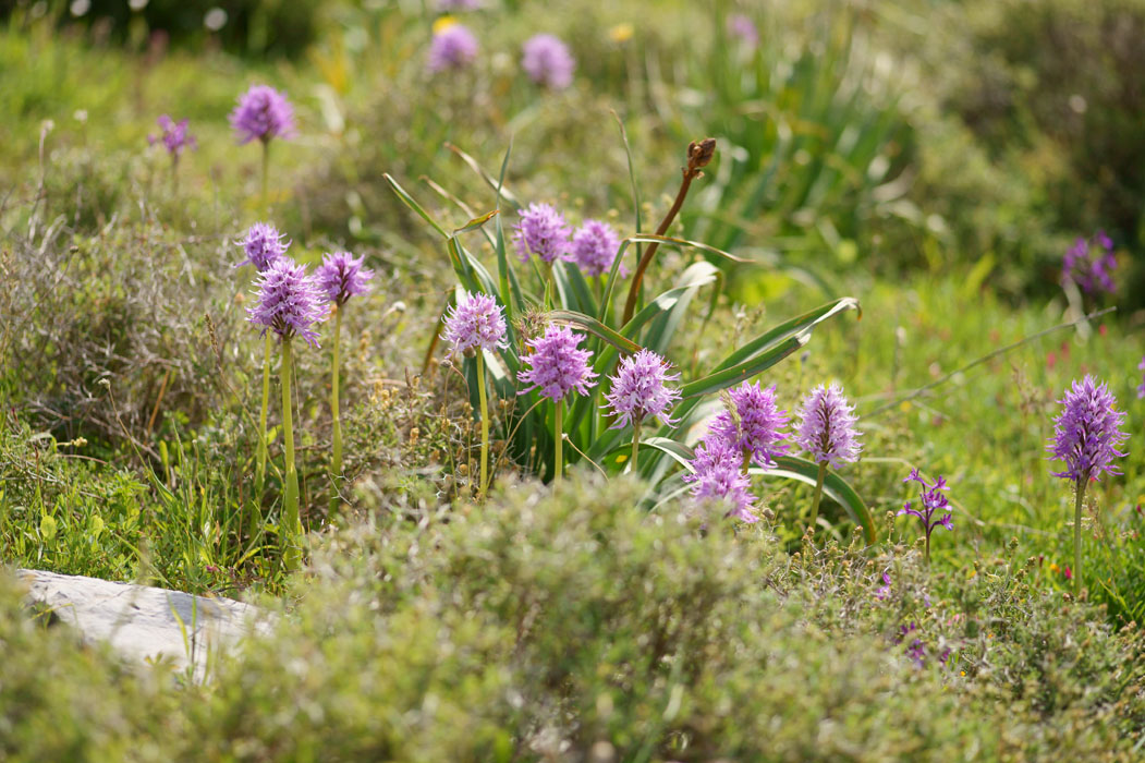 Orchis italica Spilli 220411 (299)