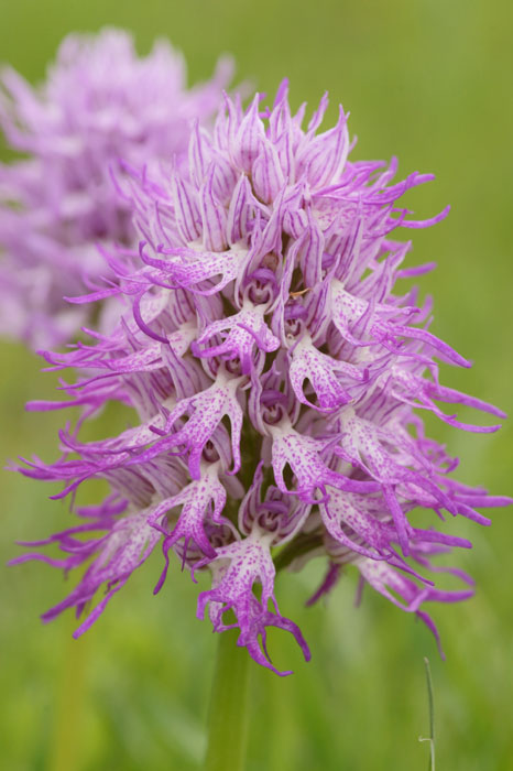 Orchis italica Spilli 220411 (30)