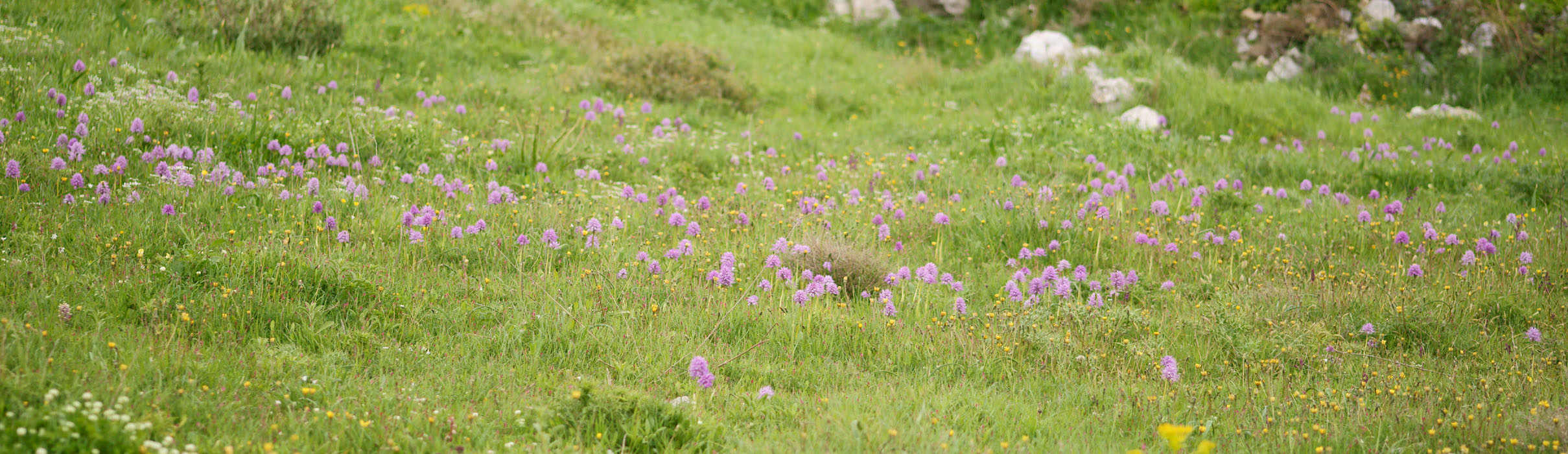 Orchis italica Spilli 220411 (32)