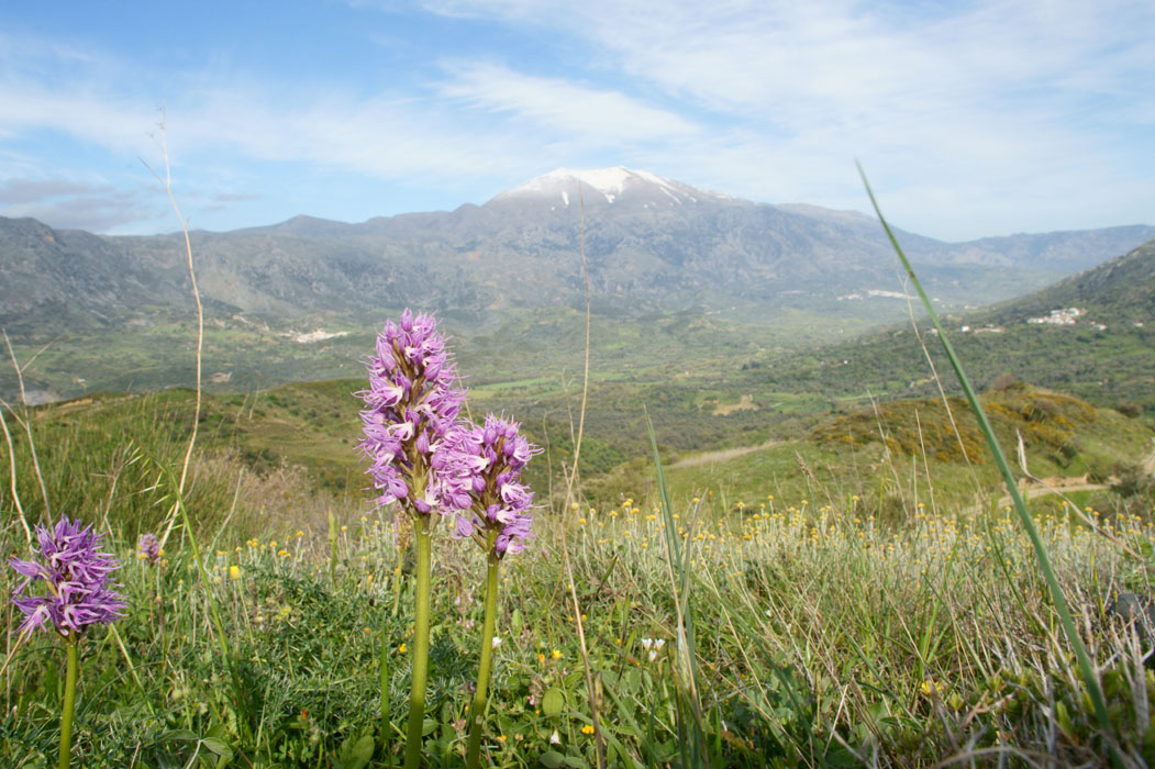 Orchis italica Spilli 220411 (332)