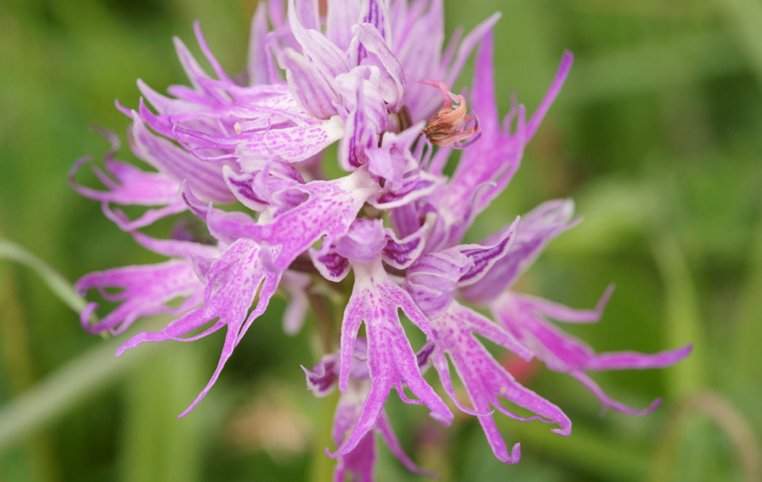 Orchis italica Spilli 220411 (43)