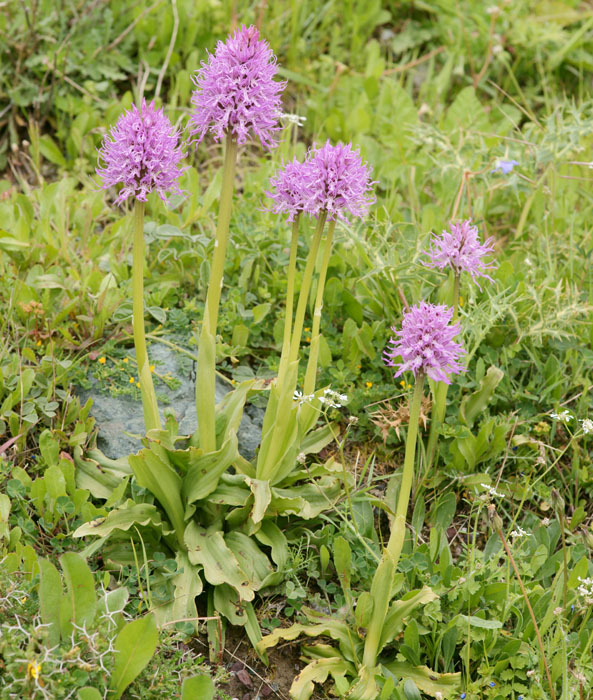 Orchis italica Spilli 220411 (47)