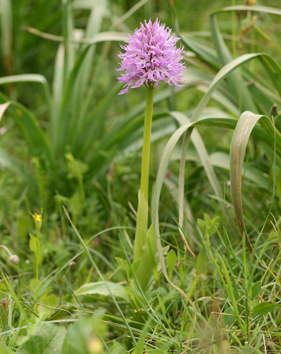 Orchis italica Spilli 220411 (7)