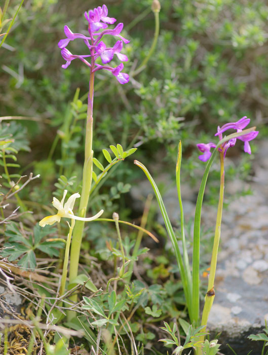 Orchis pauciflora & Anacamptis boryi Spilli 220411 (326)