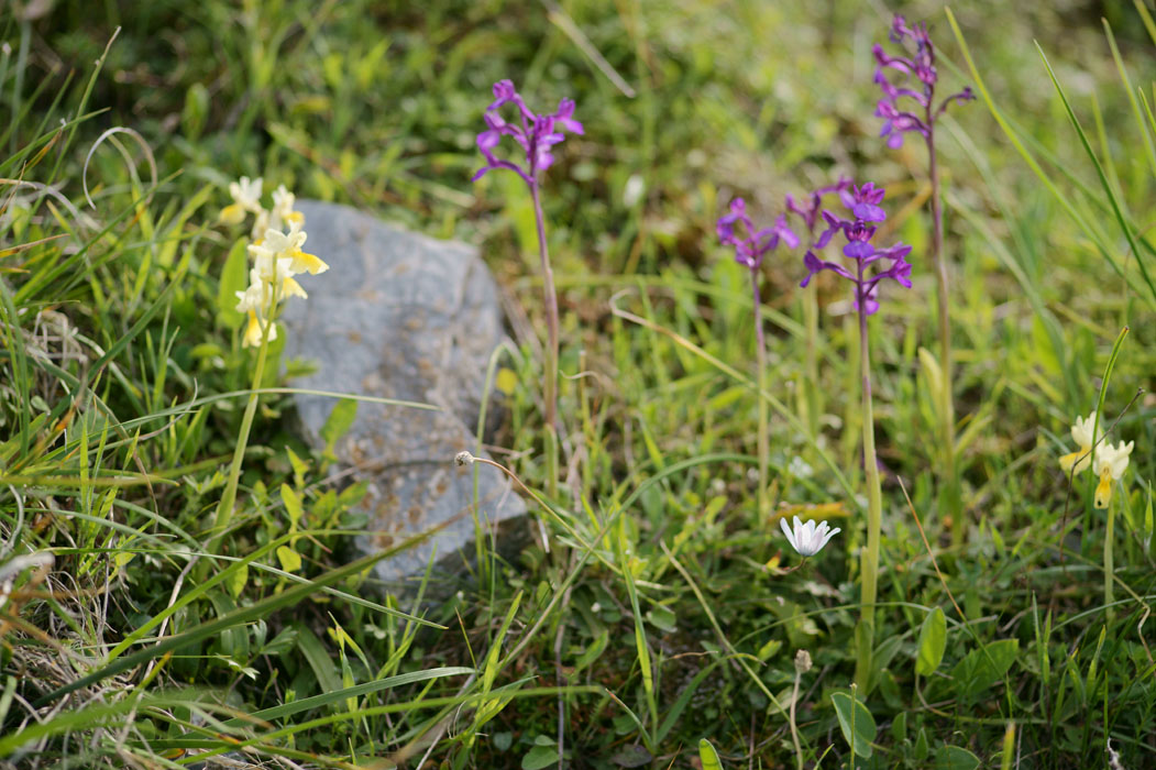 Orchis pauciflora & Anacamptis boryi Spilli 220411 (330)