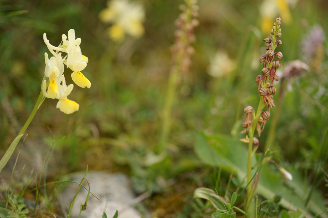 Orchis pauciflora & anthropophora Spilli 220411 (154)