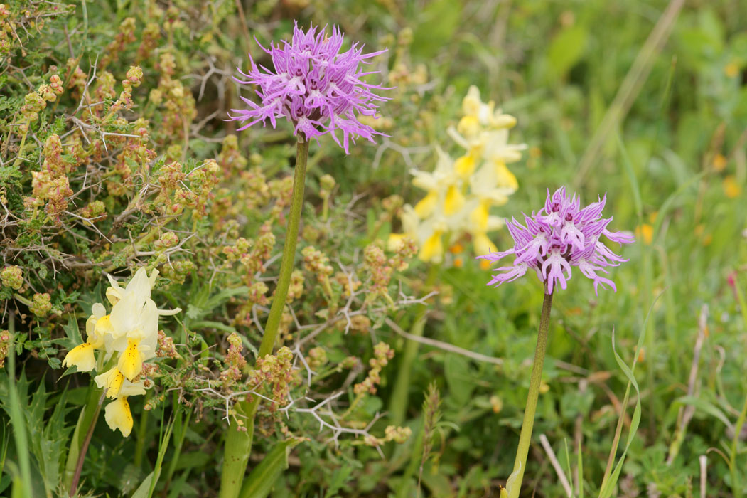 Orchis pauciflora & italica n Spilli 220411 (50)