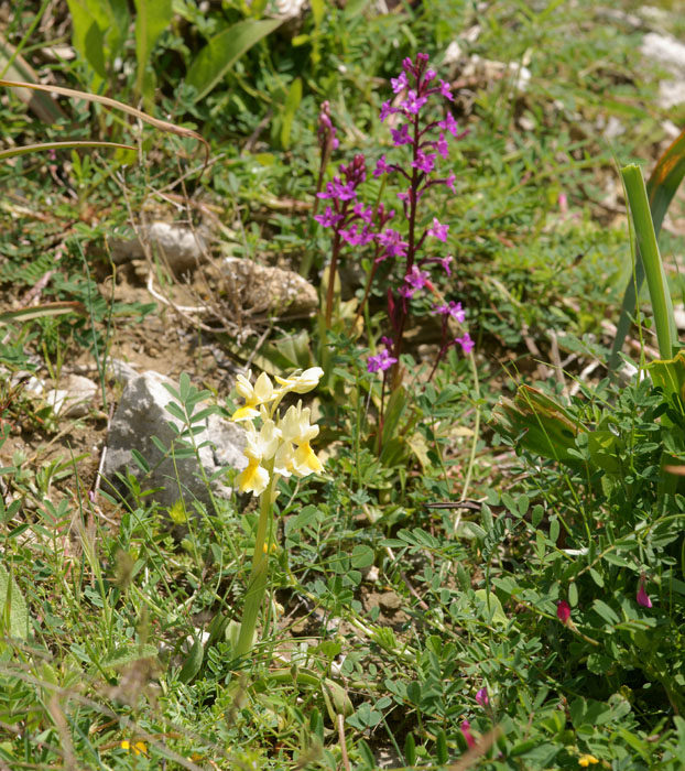 Orchis pauciflora & quadripunctata Spilli 220411 (128)