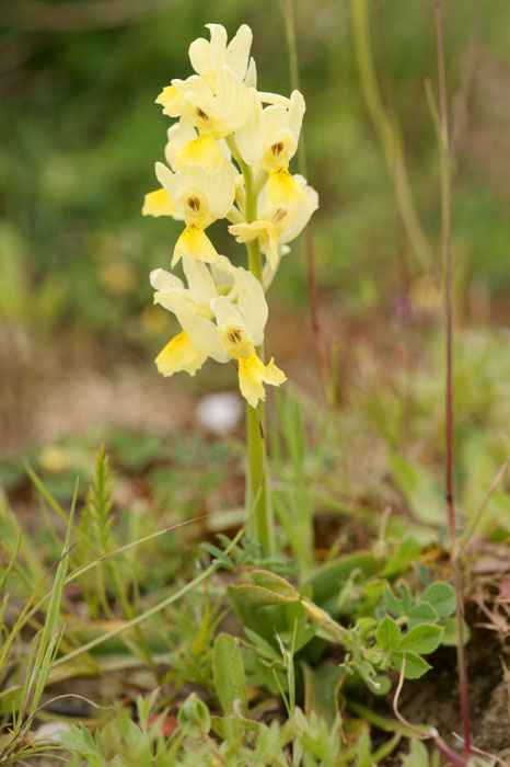 Orchis pauciflora Spilli 220411 (105)