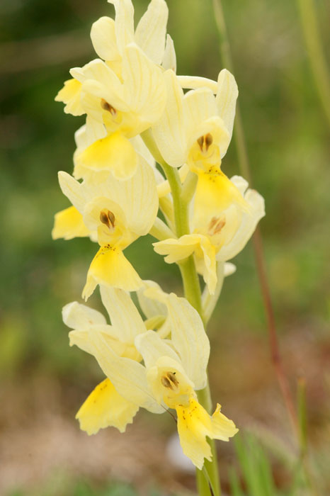 Orchis pauciflora Spilli 220411 (106)