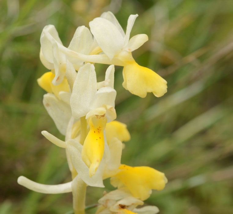 Orchis pauciflora Spilli 220411 (109)