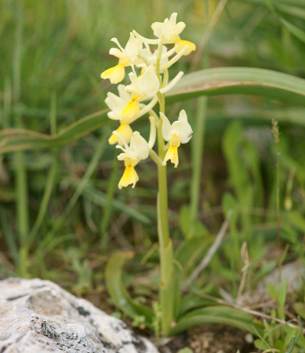 Orchis pauciflora Spilli 220411 (134)