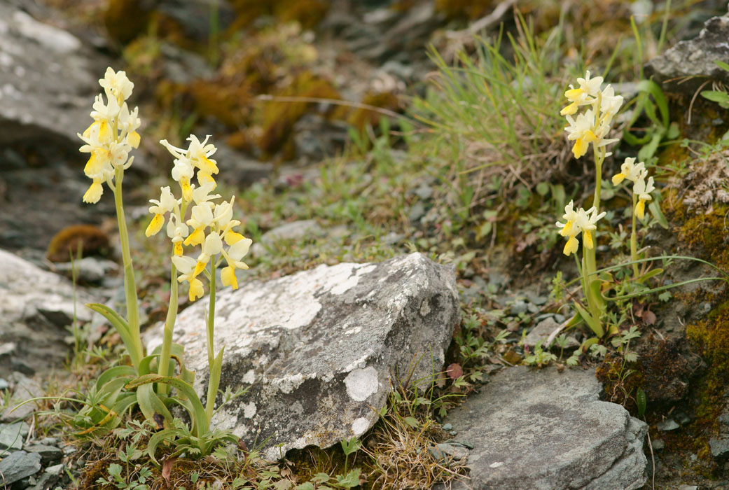 Orchis pauciflora Spilli 220411 (158)