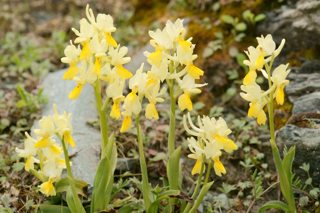 Orchis pauciflora Spilli 220411 (159)