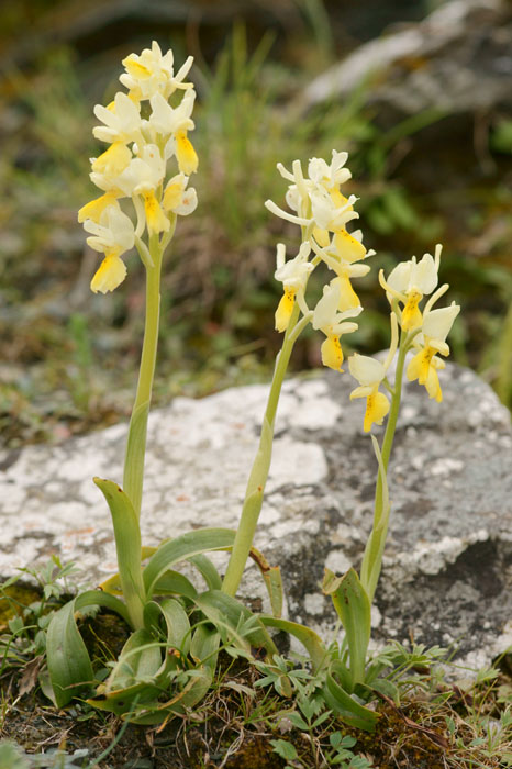 Orchis pauciflora Spilli 220411 (160)