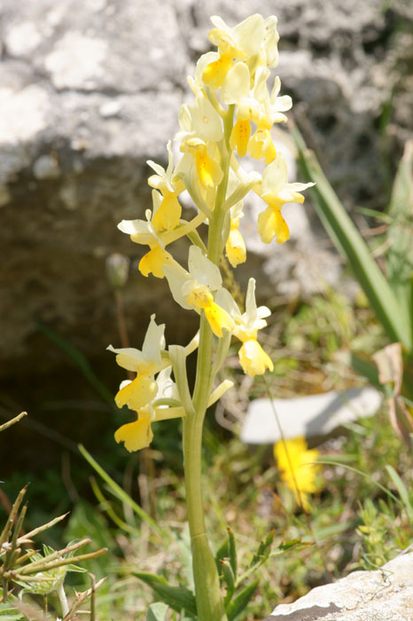 Orchis pauciflora Spilli 220411 (183)