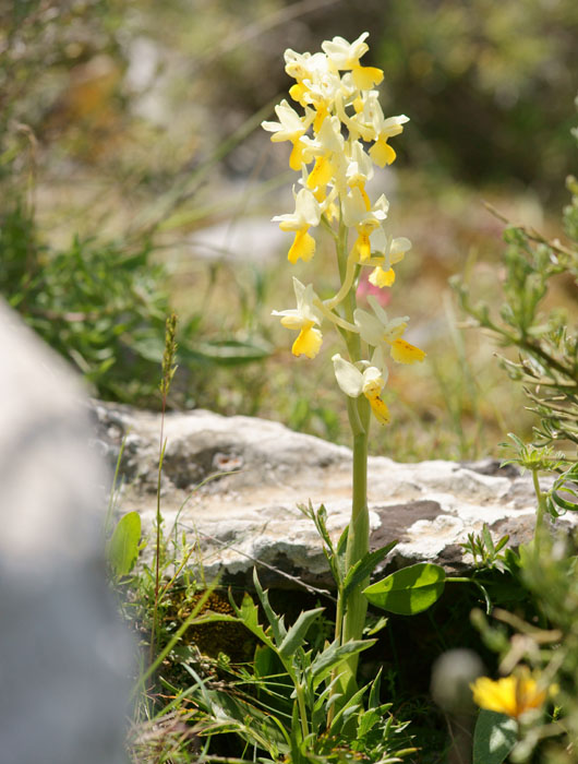 Orchis pauciflora Spilli 220411 (184)