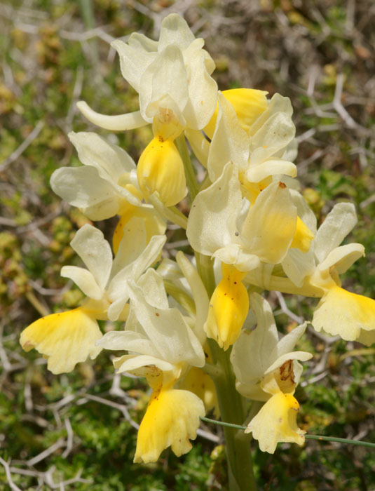 Orchis pauciflora Spilli 220411 (185)