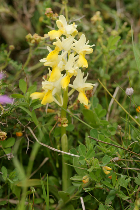 Orchis pauciflora Spilli 220411 (48)