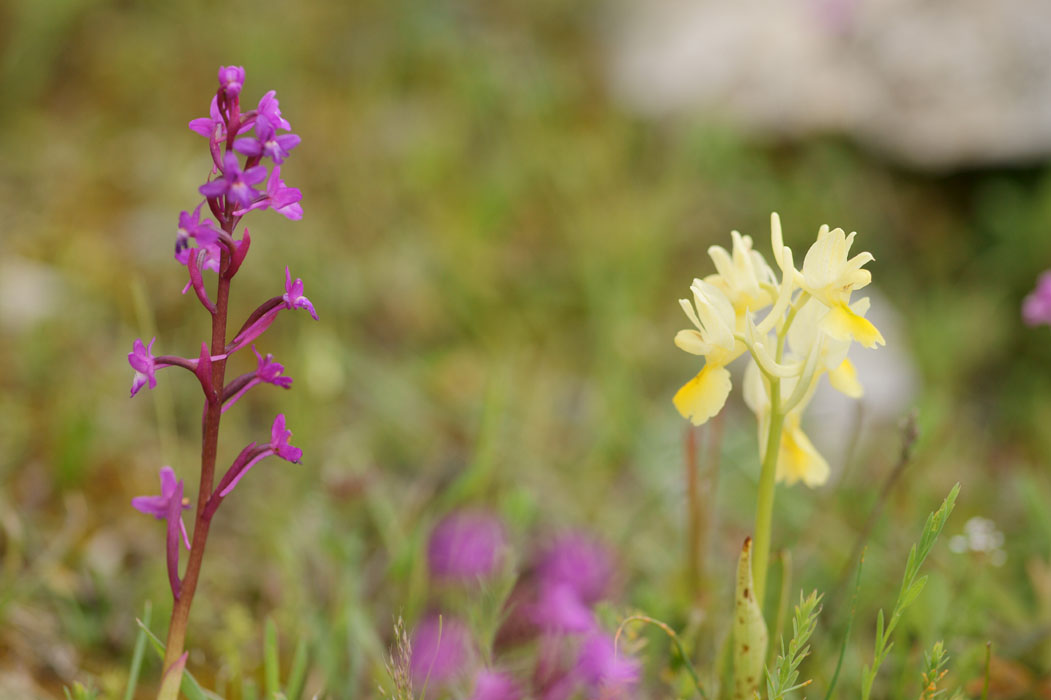 Orchis quadripunctata & pauciflora Spilli 220411 (171)