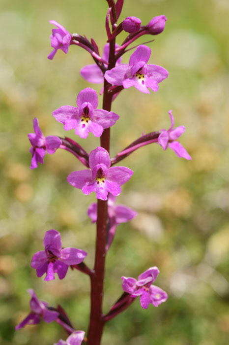 Orchis quadripunctata Spilli 220411 (133)