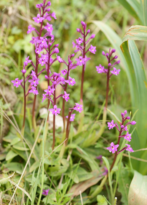 Orchis quadripunctata Spilli 220411 (141)