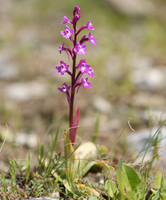 Orchis quadripunctata Spilli 220411 (188)