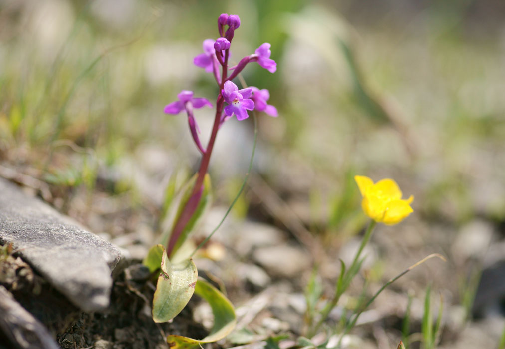 Orchis quadripunctata Spilli 220411 (189)