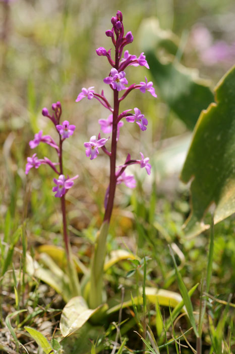 Orchis quadripunctata Spilli 220411 (190)