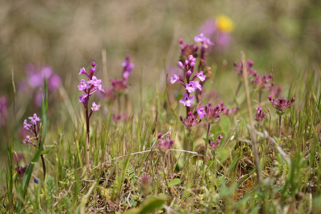 Orchis quadripunctata Spilli 220411 (191)