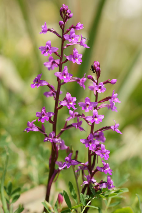 Orchis quadripunctata Spilli 220411 (197)